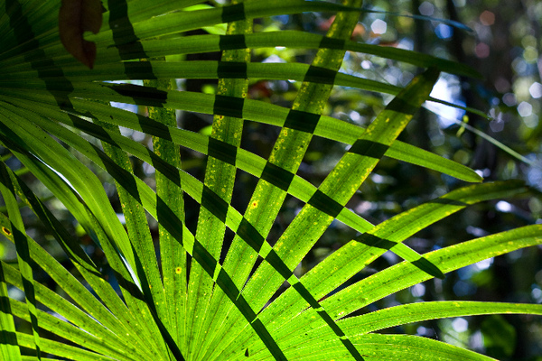 Crosshatch Palm Leaves