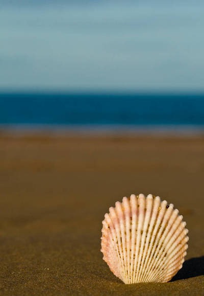 Shell by the sea